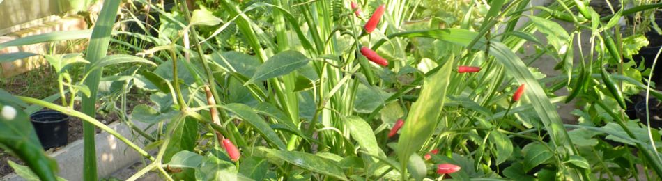 Thai Chillies Grown In Our Own Greenhouses